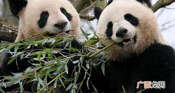 旅法中国大熊猫“欢欢”和“圆仔”的租期将延长 说明了什么问题？