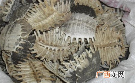 ?广西发现九尾狐甲鱼化石 这项发现有什么意义？