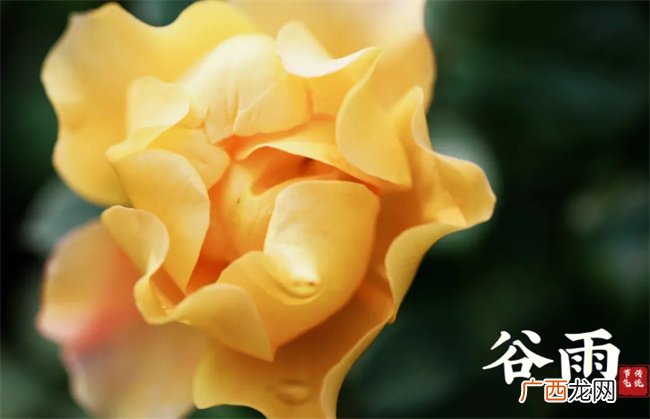 谷雨的谷是什么意思 谷雨是不是重要日子
