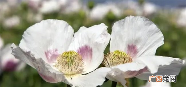 罂粟和虞美人是一种花吗 罂粟和虞美人有什么不同