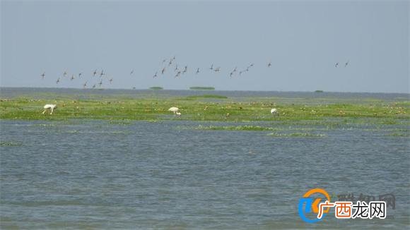 鄱阳湖“解渴”：第一大淡水湖如何避免再历枯劫？