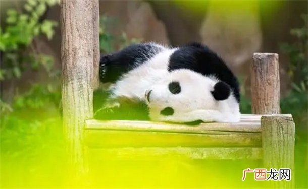 ?旅马来西亚大熊猫“升谊”将迎两岁生日 大熊猫为何如此受欢迎？