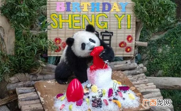 ?旅马来西亚大熊猫“升谊”将迎两岁生日 大熊猫为何如此受欢迎？