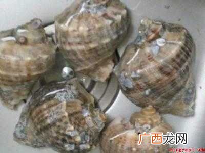海螺怎么处理干净