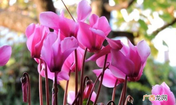 4月过后真爱降临，牵手幸福，爱情幸福甜蜜如意的4大生肖