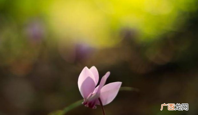 4月过后真爱降临，牵手幸福，爱情幸福甜蜜如意的4大生肖