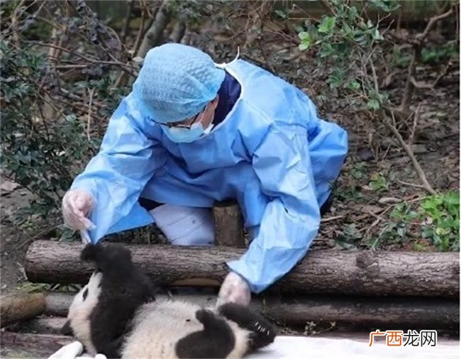 ?大熊猫饲养员会被咬伤吗 大熊猫会攻击人吗