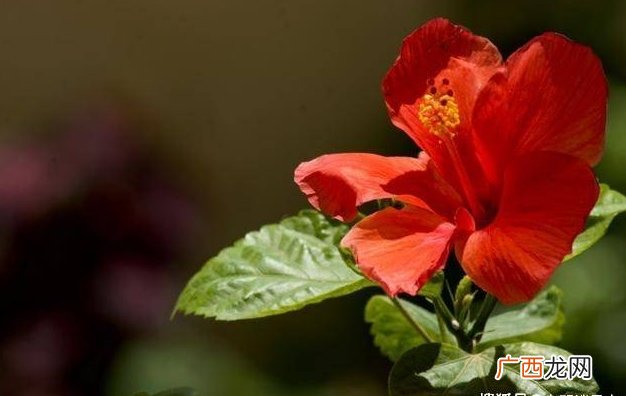 4月中旬迎来运势开门红的4个生肖，红鸾星动，事业有成，爱情甜蜜