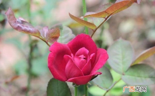 4月中旬迎来运势开门红的4个生肖，红鸾星动，事业有成，爱情甜蜜