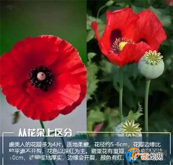 虞美人还是罂粟傻傻分不清？如何区分虞美人和罂粟呢？