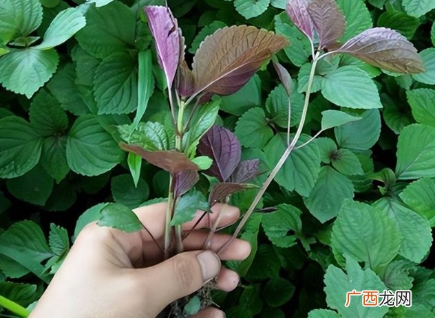 路边一种紫色草，人称“蚊草”，防蚊虫很有效果，遇见赶紧摘一些