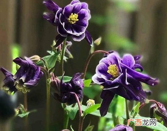 未来十天，桃花依旧，思念心头，旧爱求复合，再次陷入爱情甜蜜中