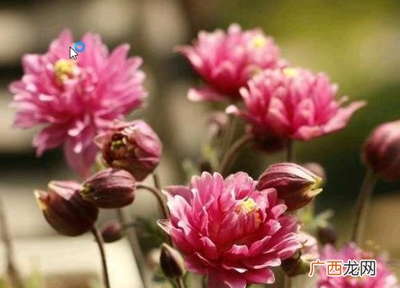 未来十天，桃花依旧，思念心头，旧爱求复合，再次陷入爱情甜蜜中