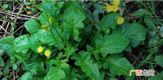 农村这野菜，常有人误认成蒲公英，其实它叫“还阳菜”，作用很大