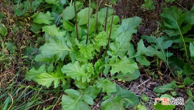 农村这野菜，常有人误认成蒲公英，其实它叫“还阳菜”，作用很大
