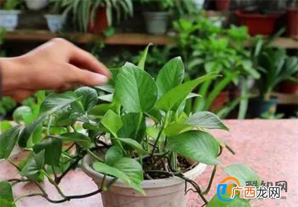 绿萝黄叶了怎么补救