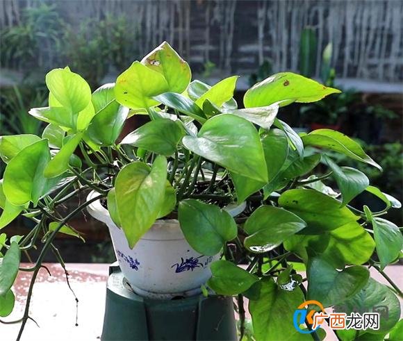 绿萝黄叶了怎么补救