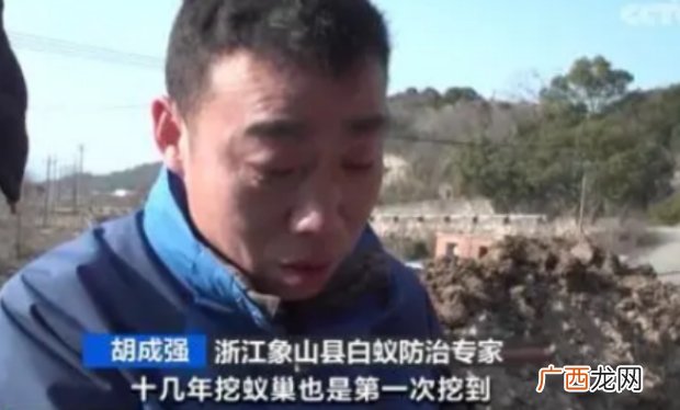 浙江一大坝挖出生长十几年白蚁后 白蚁有什么危害？