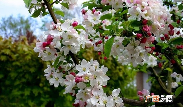 4月喜鹊喜事多，正财偏财滚滚而来，家财不可估量，改变主意，成为有钱人