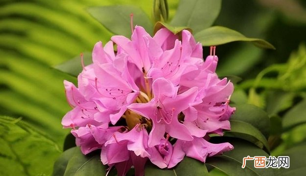 4月喜鹊喜事多，正财偏财滚滚而来，家财不可估量，改变主意，成为有钱人