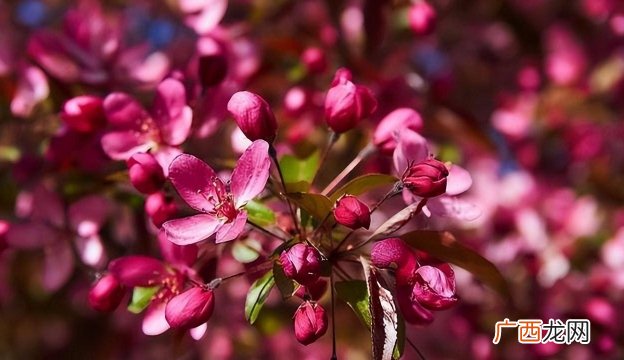 4月喜鹊喜事多，正财偏财滚滚而来，家财不可估量，改变主意，成为有钱人