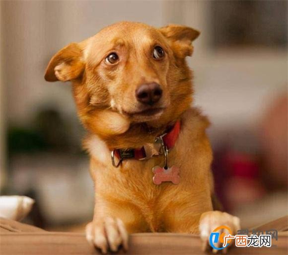 狗狗受到惊吓后怎么才能让它恢复