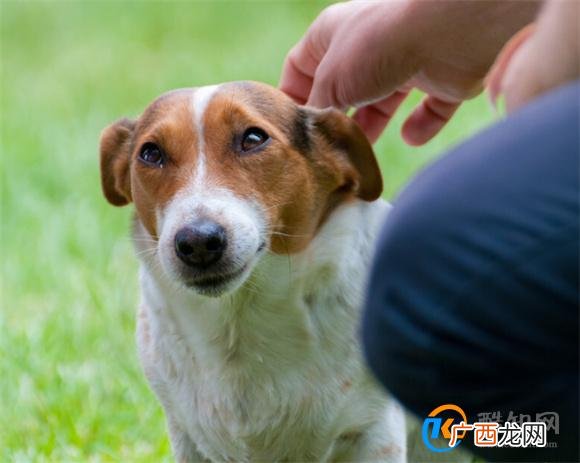 狗狗受到惊吓后怎么才能让它恢复