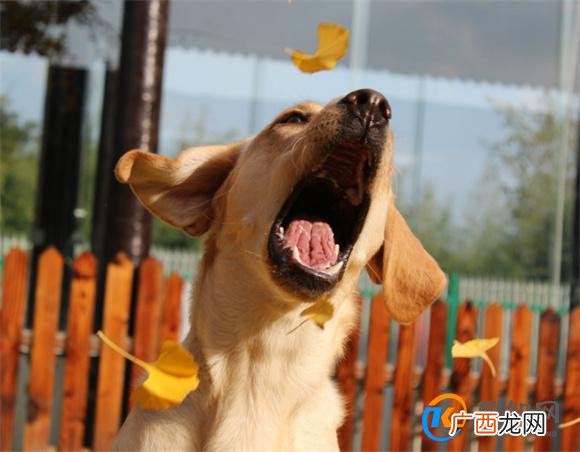 狗狗受到惊吓后怎么才能让它恢复