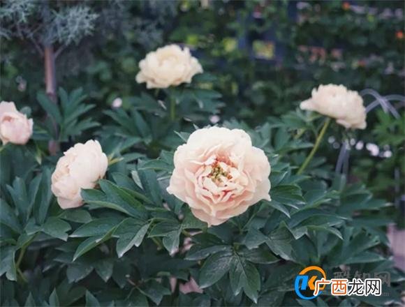 芍药花盆栽种植方法