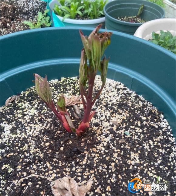 芍药花盆栽种植方法