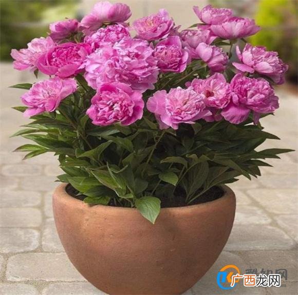 芍药花盆栽种植方法