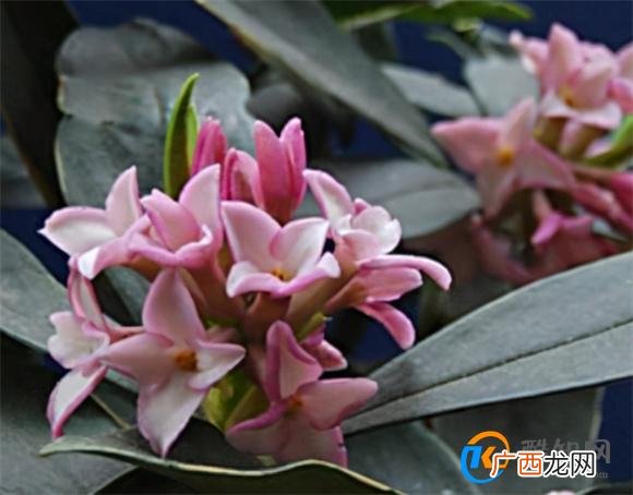 瑞香开花期间怎样养护