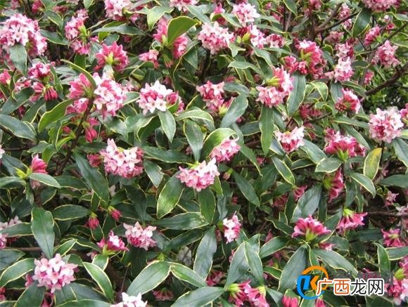 瑞香开花期间怎样养护