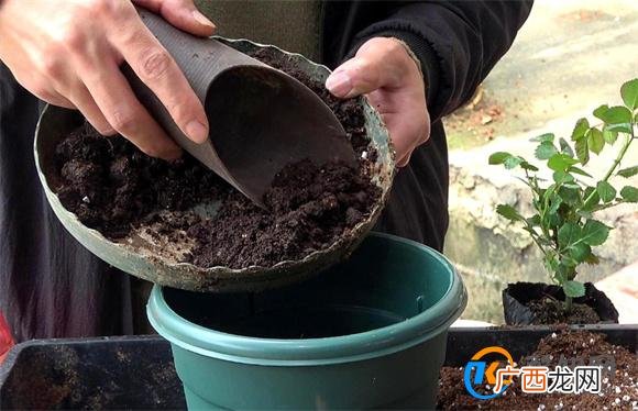 瑞香开花期间怎样养护