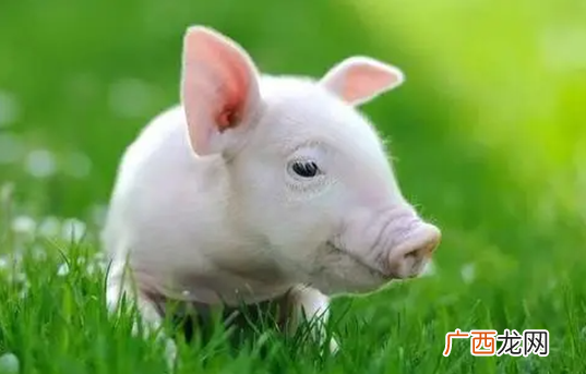 明天4月24号开始“钱”程似锦 运势越来越旺的生肖