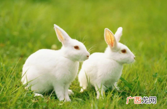 明天4月24号开始“钱”程似锦 运势越来越旺的生肖