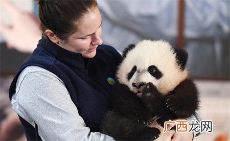 ?丫丫专机将于当地时间26日中午起飞 多久抵达上海？