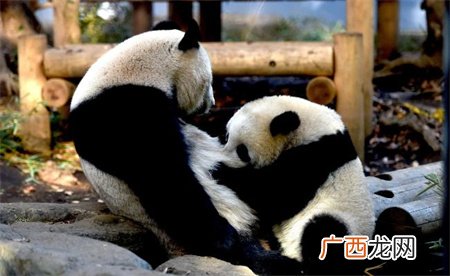 ?大熊猫丫丫为何长期消瘦脱毛?