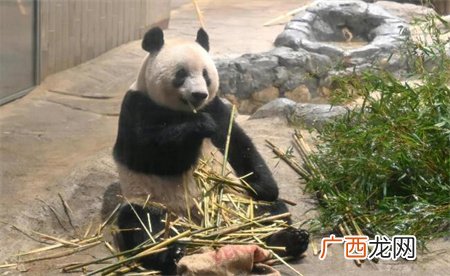?大熊猫丫丫为何长期消瘦脱毛?