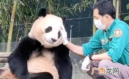 ?大熊猫丫丫为何长期消瘦脱毛?