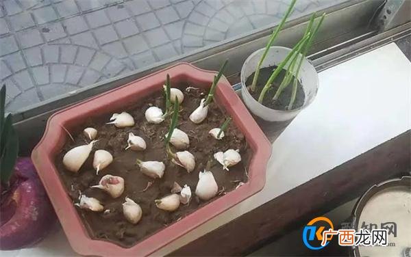 蒜头发芽了怎么种盆栽