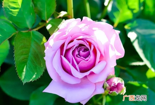 下半年4星座，事业突破瓶颈，把握机遇，庆丰收