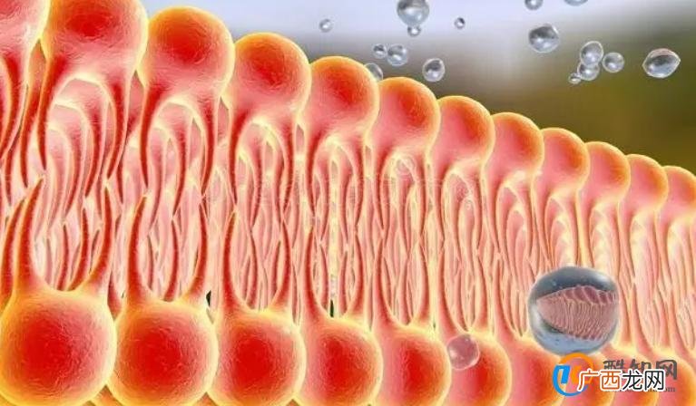 不吃含脂肪的食物就能够减肥吗？该如何选择脂类食物？