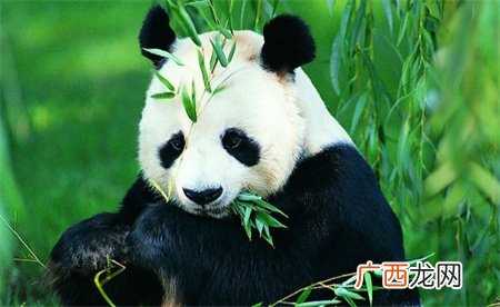 ?丫丫有堆成小山的竹子 回国后能否适应国内生活？