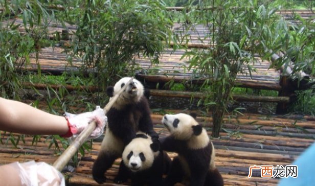 游客违规给大熊猫投喂可乐 滥投乱喂的行为为何总是屡禁不止？