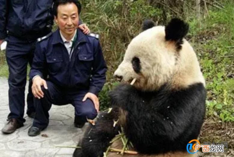 游客违规给大熊猫投喂可乐，违规投喂有何影响？