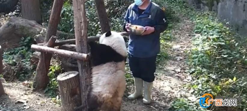 游客违规给大熊猫投喂可乐，违规投喂有何影响？