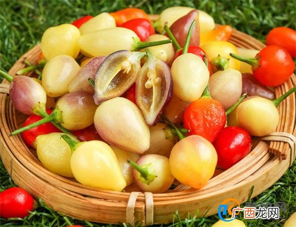 五彩观赏椒盆栽种植方法