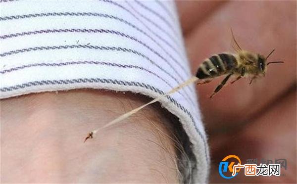 大熊猫被蜂群攻击熊没事饲养员被蛰 被蜂群蛰应该怎么处理？_酷知科普