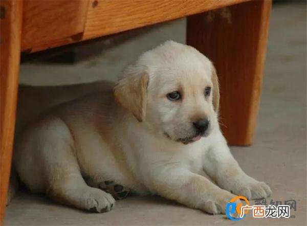 幼犬拉布拉多如何喂养